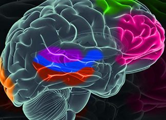 Research on sensory adaptation has brought to light a previously overlooked organizing principle of physiology