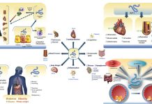 Drugs based on GLP-1 can reduce plaque formation in arterie – control inflammation in several organs – show promise for treating liver disease and Alzheimer’s disease
