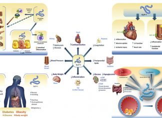 Drugs based on GLP-1 can reduce plaque formation in arterie – control inflammation in several organs – show promise for treating liver disease and Alzheimer’s disease