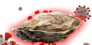 Antiviral activity of Pacific oyster hemolymph against a human coronavirus – HCoV-229E