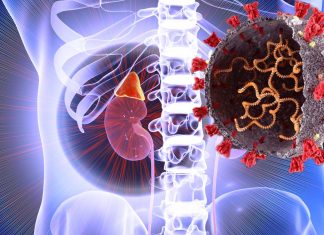 SARS-CoV-2 Targets And Causes Cellular Damage To Adrenal Glands