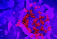 SARS-CoV-2 Coronavirus Can Infect And Replicate In Human Host Neurons