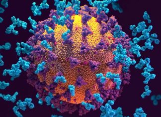 SARS-CoV-2 ORF8 encoded protein contains a histone mimic that disrupts the human host cell epigenetic and chromatin regulation