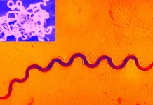 Syphilis is back