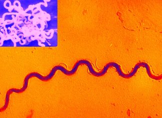 Syphilis is back