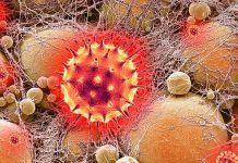 SARS-CoV-2 Infects Mature Adipocytes And Adipose Tissue Macrophages – Eliciting An Inflammatory Response