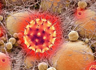 SARS-CoV-2 Infects Mature Adipocytes And Adipose Tissue Macrophages – Eliciting An Inflammatory Response