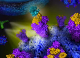 Researchers discovered three antibodies that neutralize SARS-CoV-2 virus