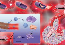 Researchers have now engineered a probiotic designed to target and break down cancer cell defenses
