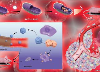 Researchers have now engineered a probiotic designed to target and break down cancer cell defenses