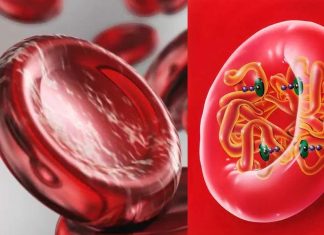 A Finnish study showed that low hemoglobin levels are associated with a lower body mass index and better metabolic health