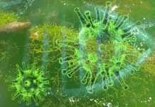 A combination of iota-carrageenan and xylitol inhibit SARS-CoV-2 in Vero cell culture
