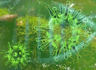 A combination of iota-carrageenan and xylitol inhibit SARS-CoV-2 in Vero cell culture