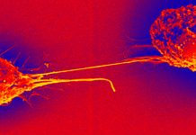 SARS-CoV-2 uses tunneling nanotubes (TNT) to spread between permissive cells and to non-permissive neuronal cells