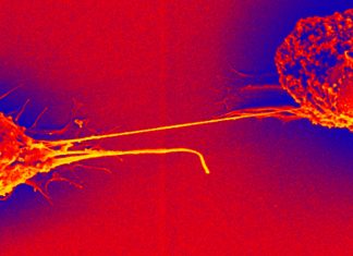 SARS-CoV-2 uses tunneling nanotubes (TNT) to spread between permissive cells and to non-permissive neuronal cells