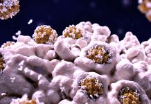 Chronic COVID-19 may affect up to 30% of all infected individuals