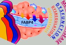 Hormone Fabkin may play an important role in the development of both type 1 – 2 diabetes