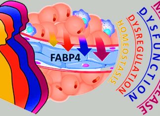Hormone Fabkin may play an important role in the development of both type 1 – 2 diabetes