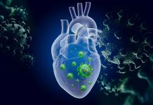 Genetic alteration of human MYH6 is mimicked by SARS-CoV-2 polyprotein