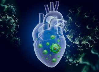 Genetic alteration of human MYH6 is mimicked by SARS-CoV-2 polyprotein
