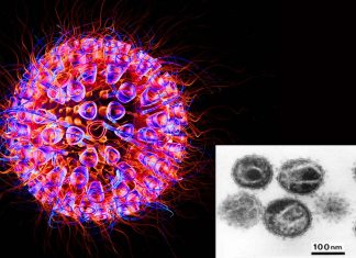 How HIV copies itself in the body