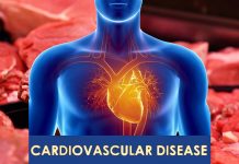 In che modo la carne rossa aumenta il rischio di malattie cardiovascolari?