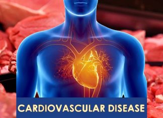 In che modo la carne rossa aumenta il rischio di malattie cardiovascolari?