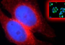 SARS-CoV-2 VOCs Dependent On IFITM2 For Replication
