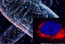 An enzyme is key to why exercise improves our health