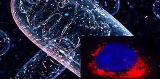 An enzyme is key to why exercise improves our health