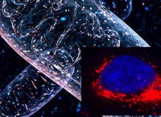 An enzyme is key to why exercise improves our health