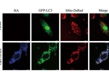 SARS-CoV-2 ORF10 Causes Break Down Of Mitochondrial Antiviral Signaling Protein (MAVS), Suppressing Host Immune Response