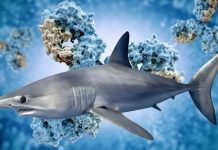 The shark VNARs antibody-like proteins can neutralize COVID-19 virus