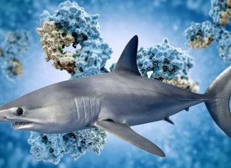 The shark VNARs antibody-like proteins can neutralize COVID-19 virus
