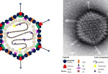 Adenoviruses have a linchpin protein that stabilizes their DNA until it reaches the infected cell’s nucleus