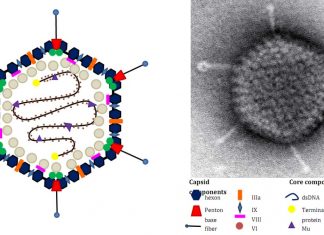 Adenoviruses have a linchpin protein that stabilizes their DNA until it reaches the infected cell’s nucleus