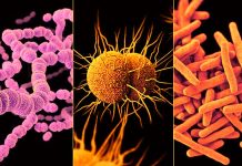 Topical drug called AB569 can kill all antibiotic-resistant bacteria
