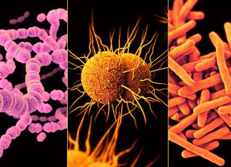 Topical drug called AB569 can kill all antibiotic-resistant bacteria