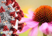 L’echinacea riduce il rischio di infezioni virali del tratto respiratorio – compreso il COVID-19