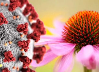 L’echinacea riduce il rischio di infezioni virali del tratto respiratorio – compreso il COVID-19