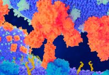The novel coronavirus can reach deep tissues and organs of the human host that do not have ACE2 receptors