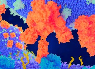 The novel coronavirus can reach deep tissues and organs of the human host that do not have ACE2 receptors