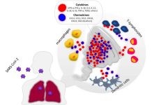 Scientists have identified unique indicators in the blood of patients with severe and fatal COVID