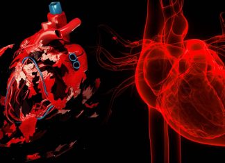 Nuova innovativa rappresentazione ai raggi X scopre in modo scioccante che SARS-CoV-2 provoca estesi danni vascolari cardiaci