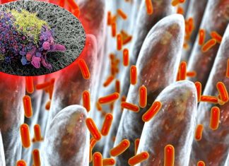 A high-fiber diet improve gut microbiota and the response of melanoma patients to immunotherapy