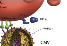 New nanoparticle adjuvant to boost vaccines effectiveness
