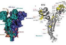 High-resolution electron microscopy revealed Omicron’s secrets