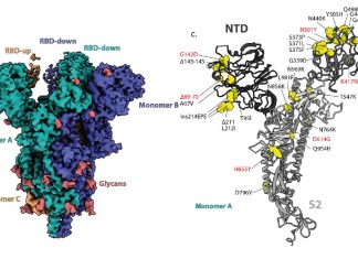 High-resolution electron microscopy revealed Omicron’s secrets