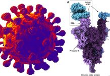 UBC researchers conduct the first molecular-level analysis of omicron variant spike protein