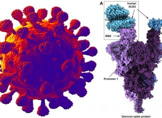 UBC researchers conduct the first molecular-level analysis of omicron variant spike protein
